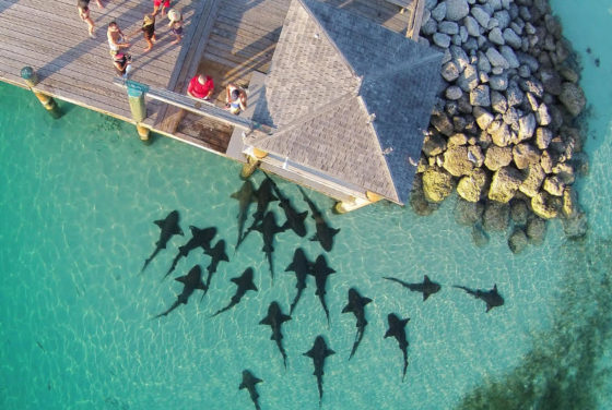 Bahamas